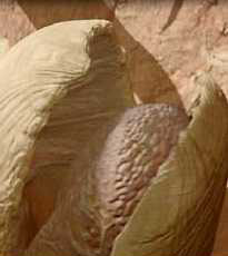 Welcome to the Sarlacc Pit!